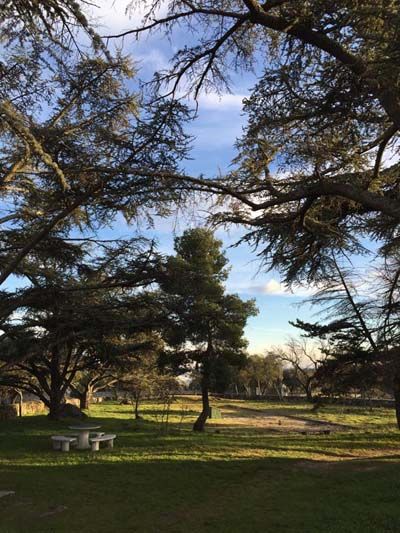 Zona de la finca con la arboleda  ycon el merendero